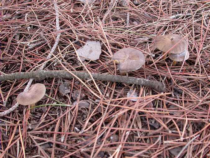 Melanoleuca gris et blanc (Melanoleuca polioleuca)