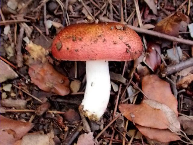 Llora retgera (Russula aurea=R. aurata)