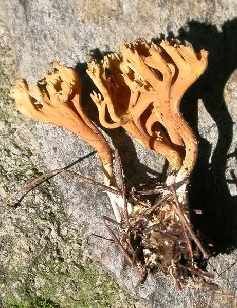 Ramaria flaccida