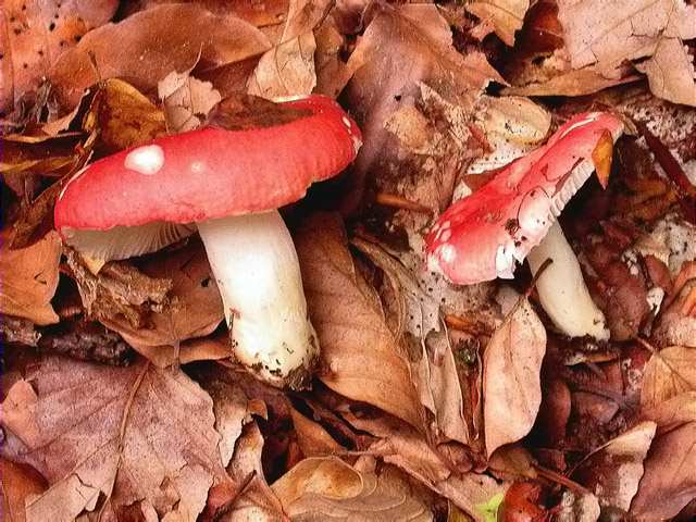 Cualbre vermella (Russula lepida)