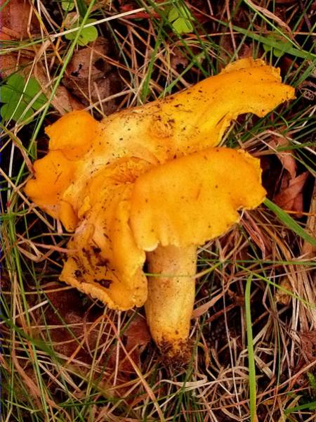 Rossinyol (Cantharellus cibarius)