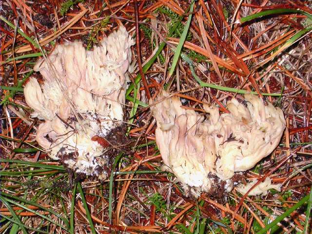 Peu de rata (Ramaria pallida) ?