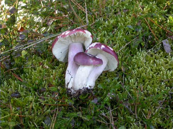 Russula sardonia Fr.