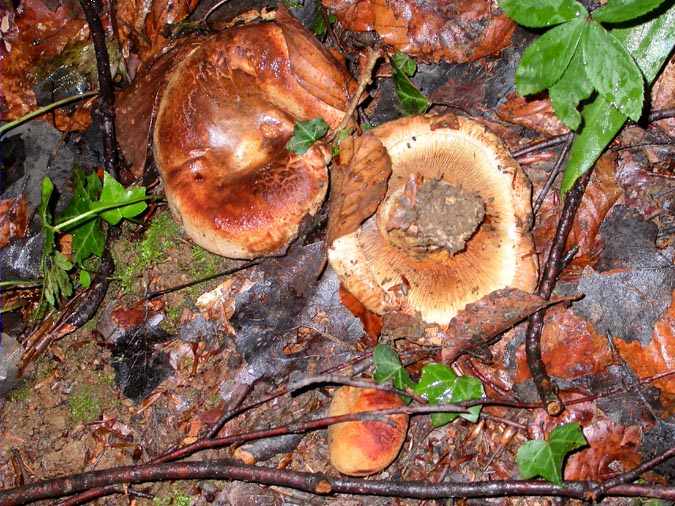 Paxillus rubicundulus