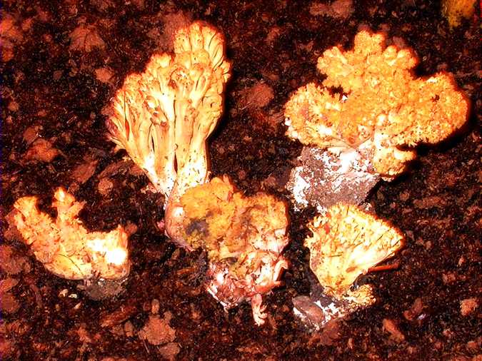 Clavaire sanguine (Ramaria sanguinea)