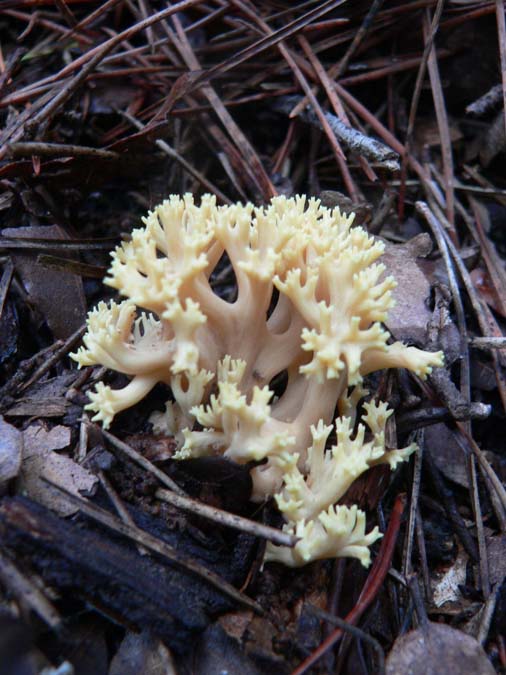 Ramaria sp.