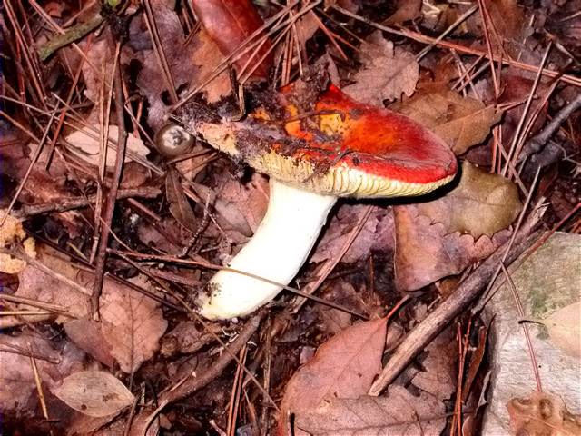 Russula chamaeleontina