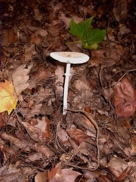 Macrolepiota rickenii