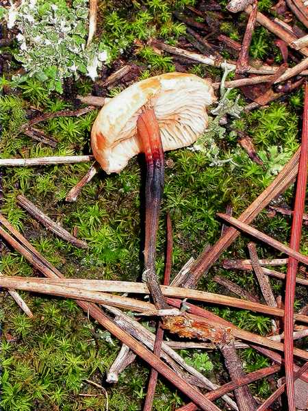 Marasme à odeur de chou (Collybia romagnesii)