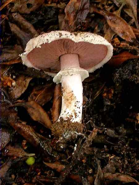 Agaricus romagnesi