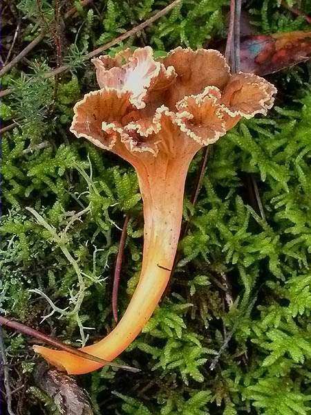 Rossinyolic (Cantharellus lutescens)