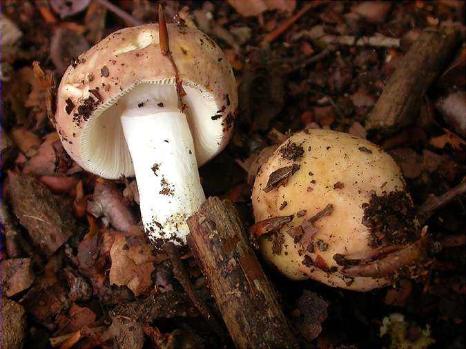 Russula faginea