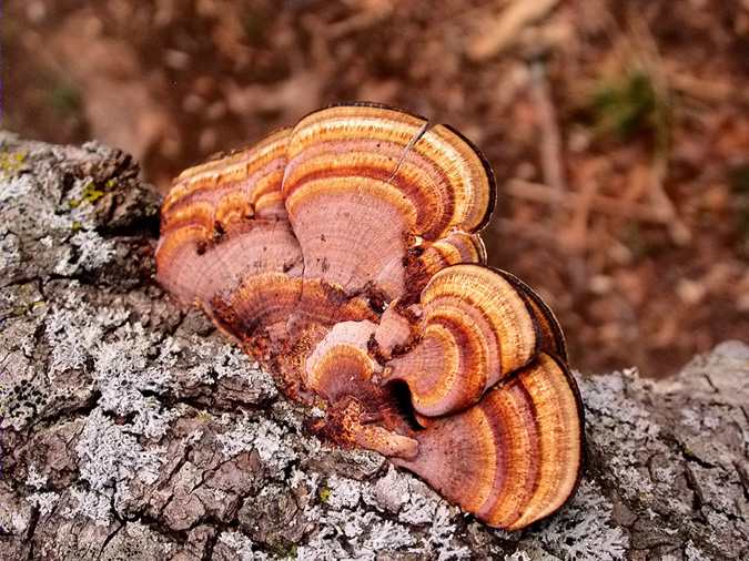 Gloeophyllum saepiarium (=Lenzites saepiarium)