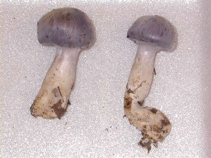 Cortinaire couleur de mer (Cortinarius salor)