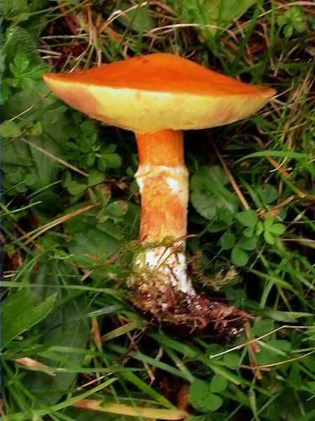 Suillus grevillei(Boletus elegans)