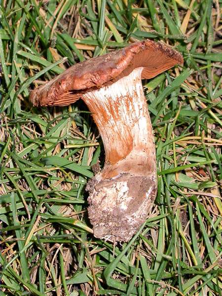 Cortinarius suillus