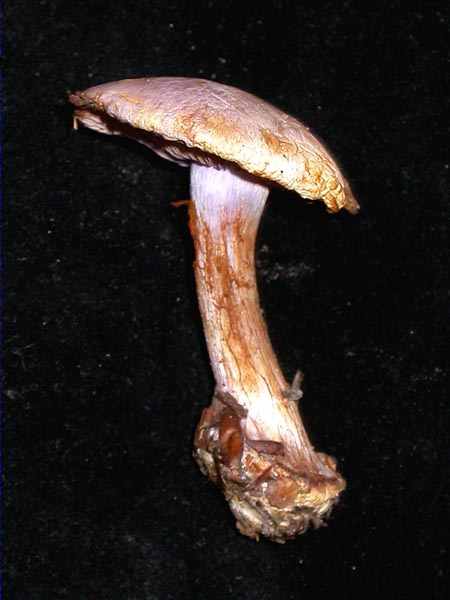 Cortinarius sodagnitus R. Henry