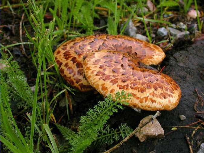 Polyporus squamosus