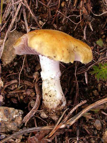 Stropharia coronilla