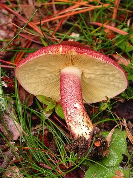 La Gírgola vermella (Tricholomopsis rutilans)