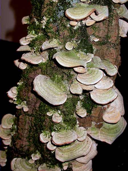 Trichaptum biforme (Fr.) Ryvarden