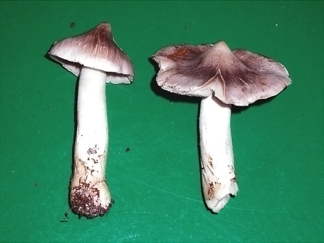 Tricholoma virgatum