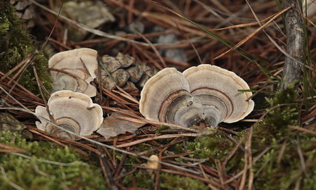 Trametes versicolor