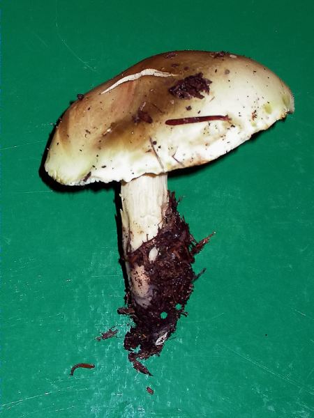 Tricholoma saponaceum