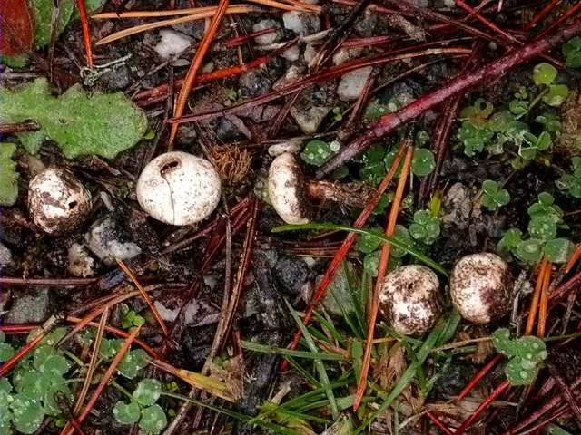 Tulostoma brumale