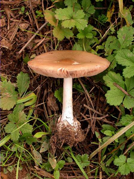 Volvariella speciosa