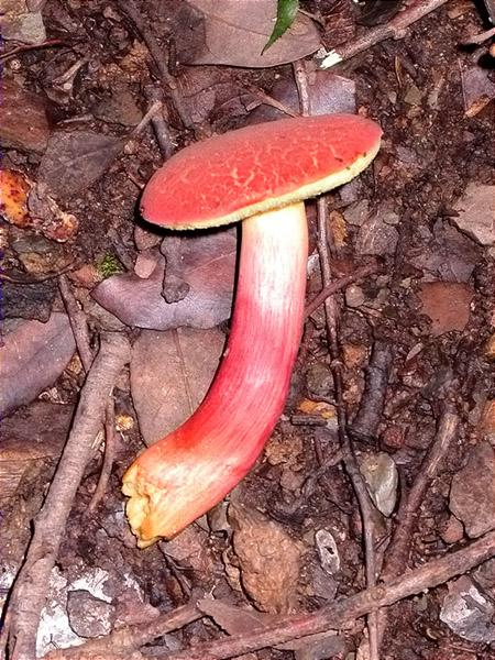 Mataparent vermell (Xerocomus rubellus)