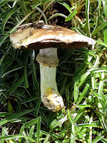 Agaricus xanthoderma var. griseus