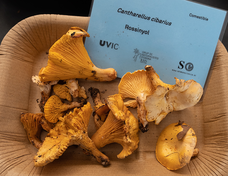 Cantharellus cibarius