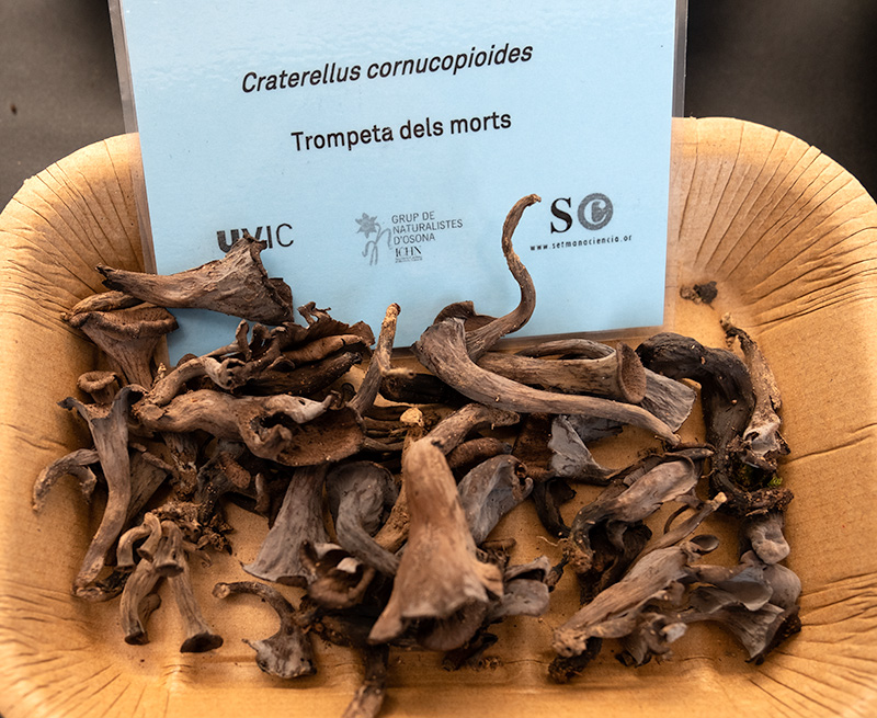 Craterellus cornucopioides