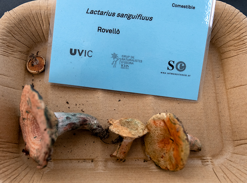 Lactarius sanguifluus