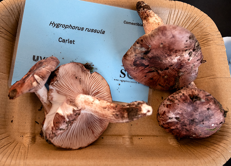 Hygrophorus russula