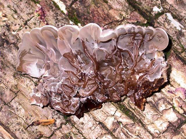 Auricularia mesenterica 2