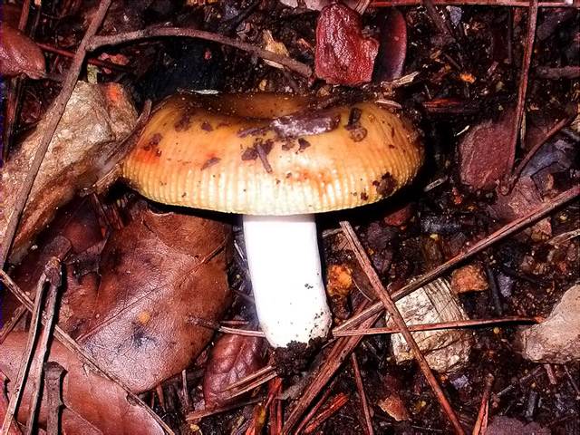 Russula amoenolens