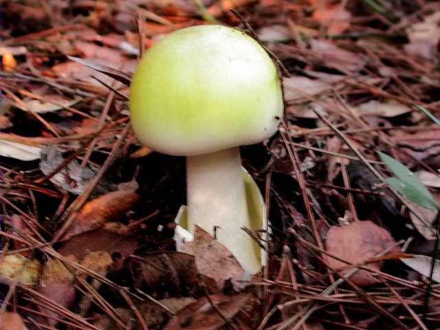 Farinera borda (Amanita phalloides)