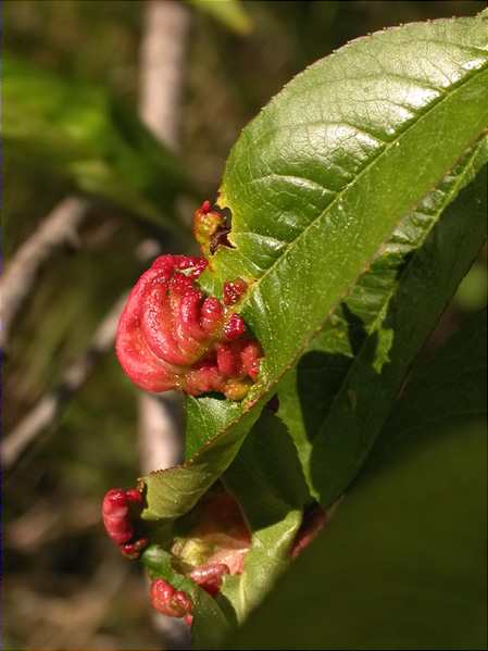 L'arrufat (Taphrina deformans)