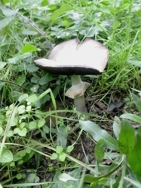 Agaricus silvicola