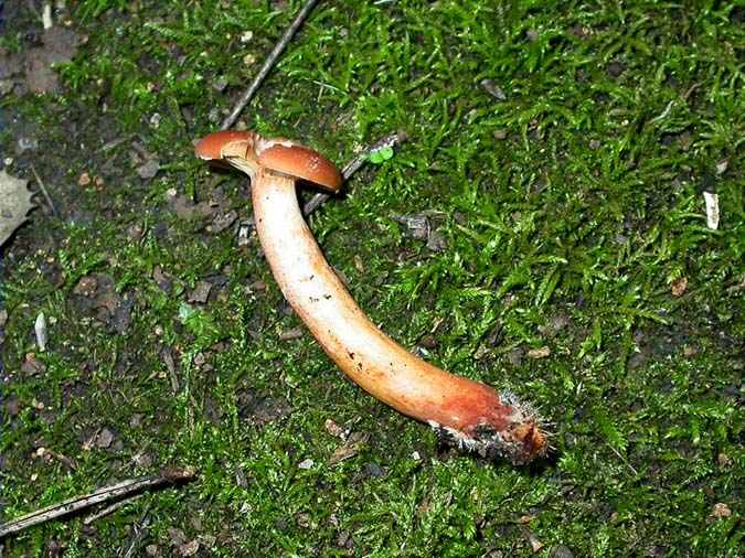 Lactarius atlanticus