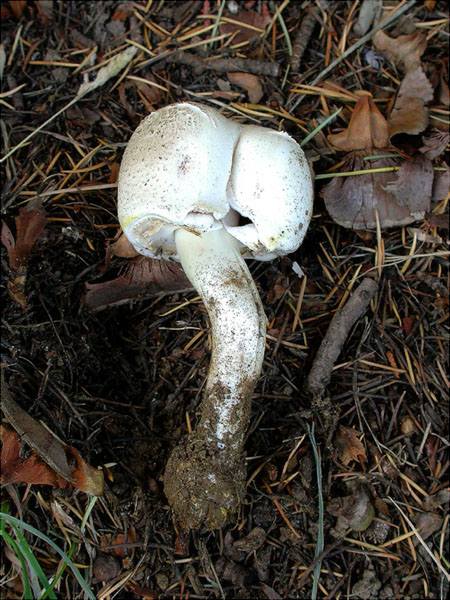 Rubiol bord (Agaricus xanthodermus)