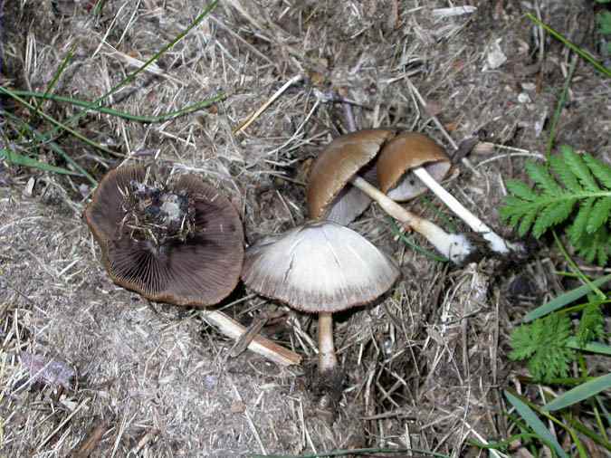 Psathyrella bipellis (= Psathyrella barlae)