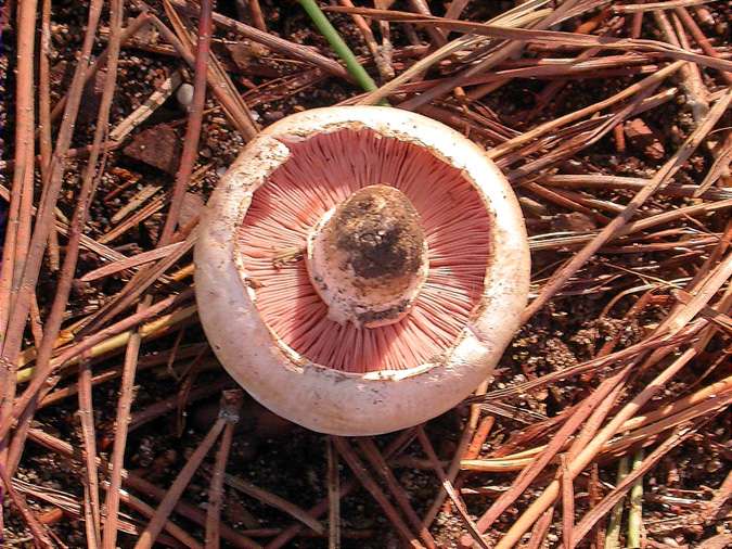 Champignon de París (Agaricus bisporus)