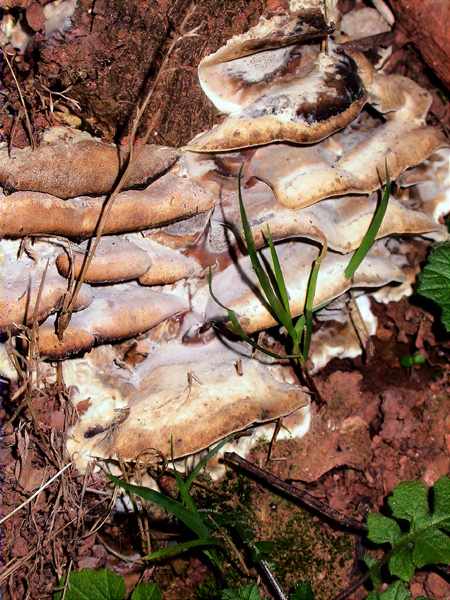 Polypore brûlé (Bjerkandera adusta)