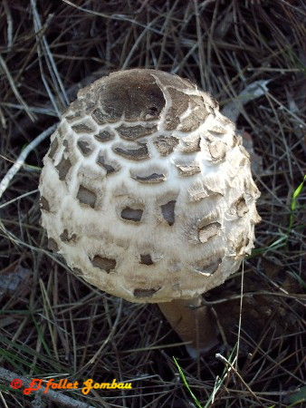 Paloma (Macrolepiota procera)