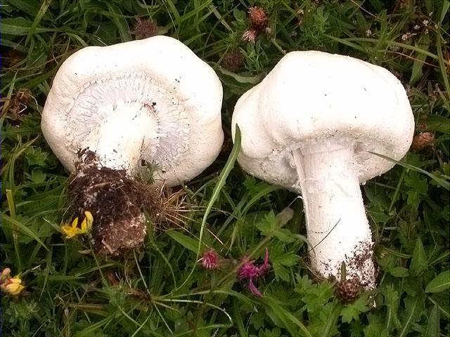 Agaricus arvensis