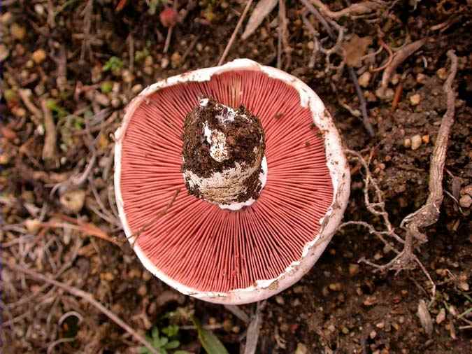 Camperol 2 (Agaricus campestris)