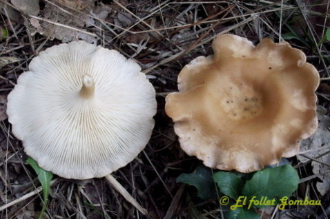 Candeleta, Candela Petita, Cama-sec de Bosc.  (Clitocybe costata)